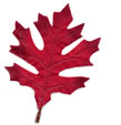 red oak leaf - decoration