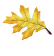 yellow oak leaf - decoration