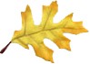 yellow leaf