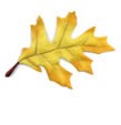 yellowleaf_rt